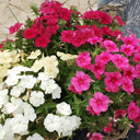 Phlox (Mixed Colors), 200 Seeds