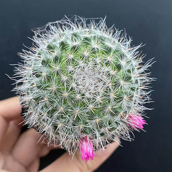 Mammillaria hahniana, 3-4cm