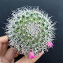 Mammillaria hahniana, 3-4cm