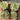 Echeveria 'White Lotus', 3pcs x 1-head