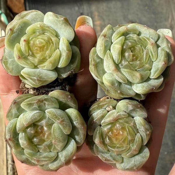 Echeveria 'White Lotus', 3pcs x 1-head