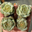 Echeveria 'White Lotus', 3pcs x 1-head