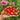 299 Microdwarf Miri Miri Tomato, 5 Seeds