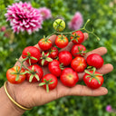 299 Microdwarf Miri Miri Tomato, 5 Seeds