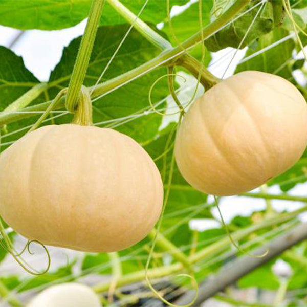 Jinyu 888 Pumpkin