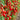 558 Jack Pot F1 Tomato, 5 Seeds
