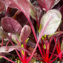 Red Swiss Chard Seeds, 10g