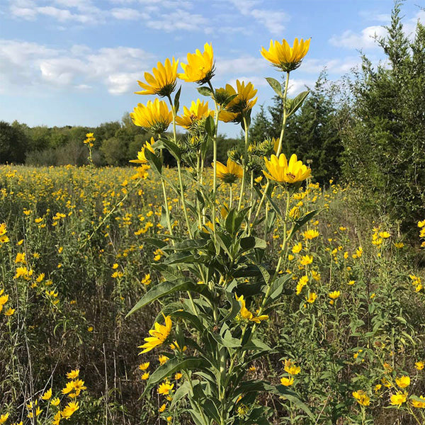 Maximilian Prairie Sunflower, 200 Seeds