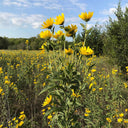 Maximilian Prairie Sunflower, 200 Seeds