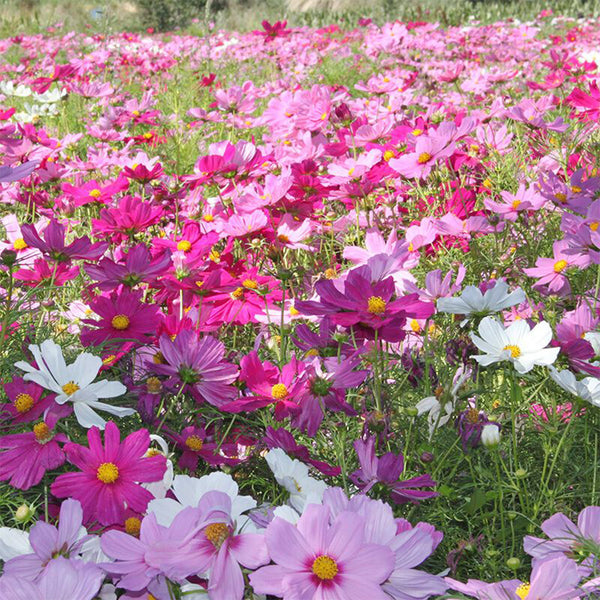 Hezhichun Mixed Color Cosmos, 1000 Seeds