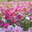 Hezhichun Mixed Color Cosmos, 1000 Seeds