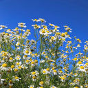 Hezhichun German Chamomile, 300 Seeds