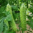 ‘Saibi’ Green Bitter Gourd Seeds, 20 Seeds