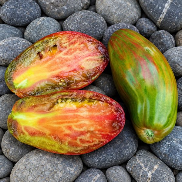 445 Green Tulip Tomato, 5 Seeds