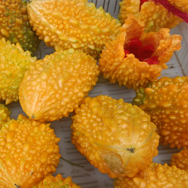Small Spiny Bitter Melon Seeds, 10 Seeds
