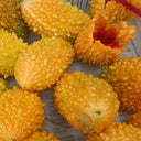 Small Spiny Bitter Melon Seeds, 10 Seeds