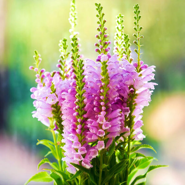Pink Obedient Plant, 100 Seeds