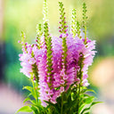Pink Obedient Plant, 100 Seeds