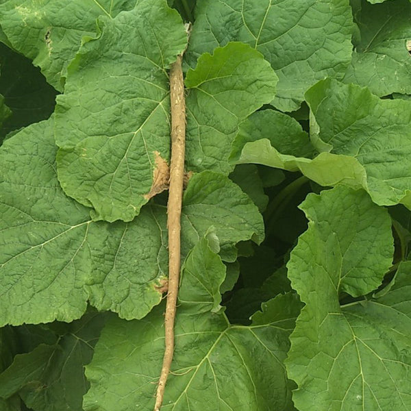 Burdock Seeds, 10g