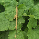 Burdock Seeds, 10g