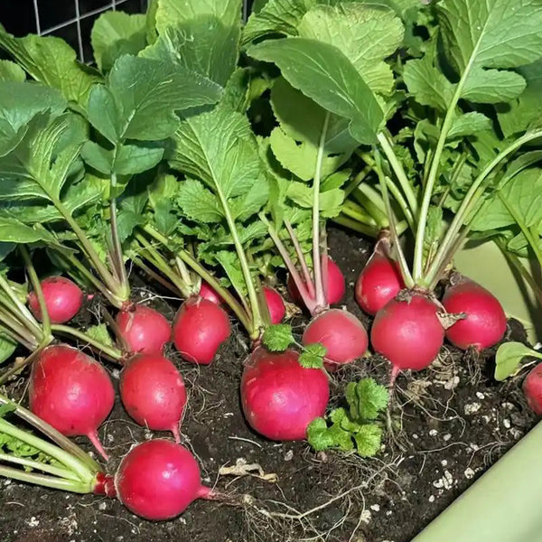 Cherry Radish Seeds, 10g