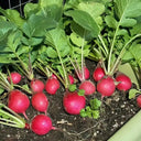 Cherry Radish Seeds, 10g
