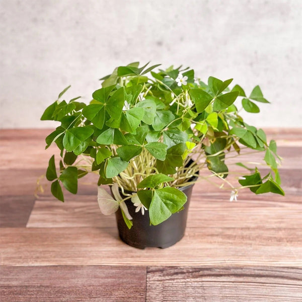 Oxalis triangularis Green, 10 Bulbs