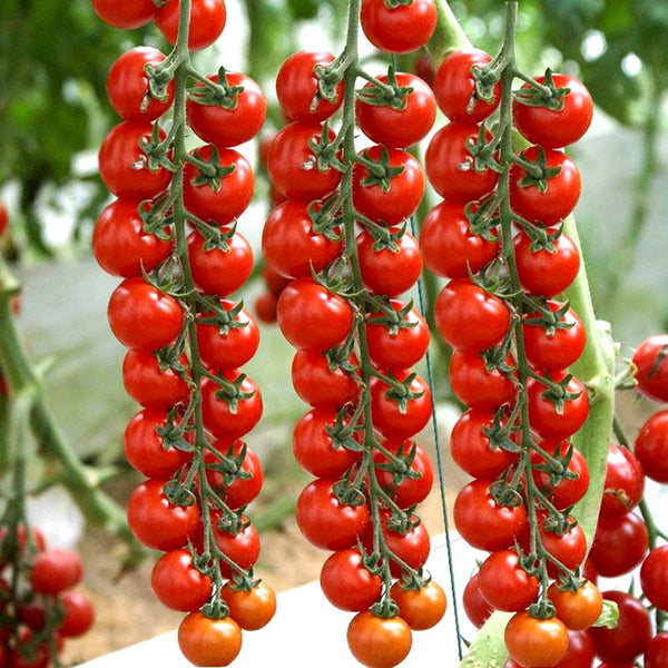 'Waterfall Red Cluster' Cherry Tomato Seeds, 20 Seeds
