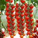 'Waterfall Red Cluster' Cherry Tomato Seeds, 20 Seeds