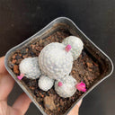 Mammillaria humboldtii, 2-3cm