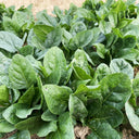 Ground-hugging Spinach Seeds, 10g