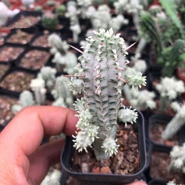 Euphorbia mammillaris 'Variegata', 6-8cm