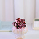 Echeveria 'Chocolate', 3pcs x 1-head