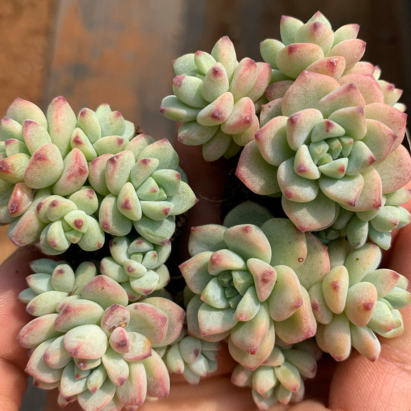 Echeveria Caramel Spirit, 3pcs x 1-head