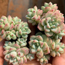 Echeveria Caramel Spirit, 3pcs x 1-head