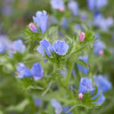 Viper's Bugloss Seeds, 200 Seeds
