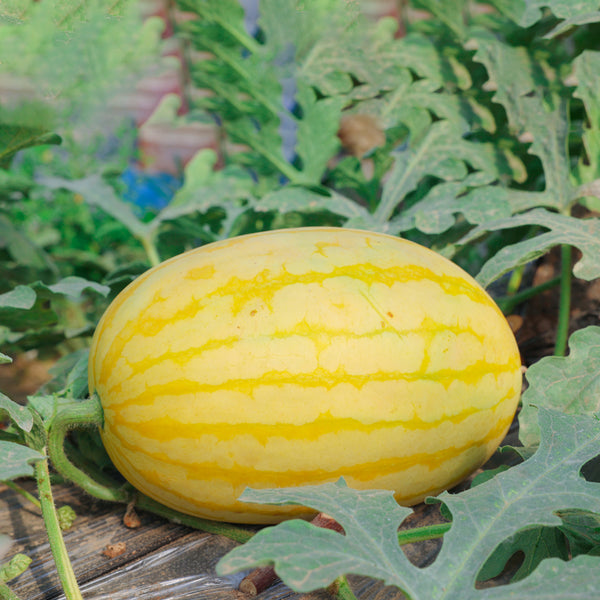 'Jinshuai 02 Golden Robe' Watermelon Seeds, 200 Seeds