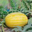 'Jinshuai 02 Golden Robe' Watermelon Seeds, 200 Seeds