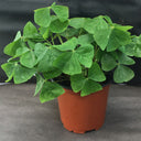 Oxalis triangularis Green, 10 Bulbs