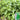 Chaozhou Jin Bu Huan Thai Basil, 500 Seeds