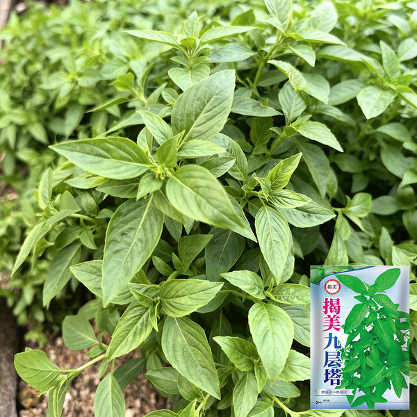 Chaozhou Jin Bu Huan Thai Basil, 500 Seeds