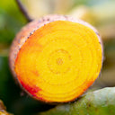 Yellow Beetroot Seeds, 2g