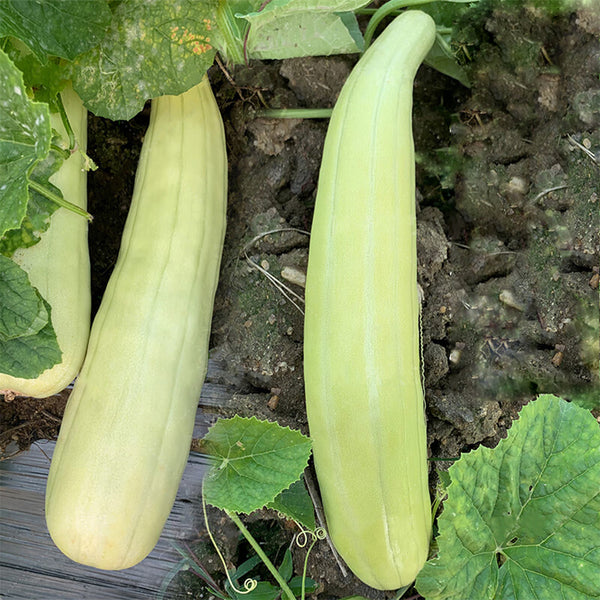 Yangchun White Melon Seeds, 50 Seeds