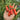 786 Magic Wand Tomato, 5 Seeds