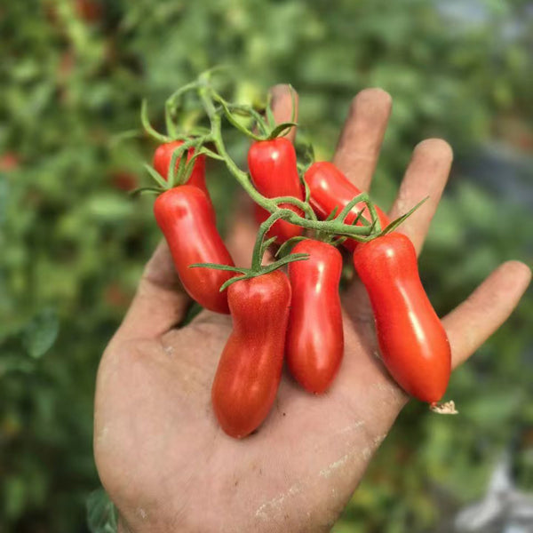 786 Magic Wand Tomato, 5 Seeds