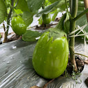 ‘Green Crown’ F1 Eggplant Seeds, 10g
