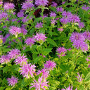 Monarda didyma Seeds, 100 Seeds