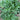 Toad Grass Seeds, 0.5g