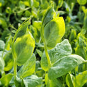 Jiemei Beardless Pea Shoots Seeds, 25g