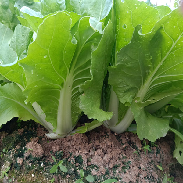 'Jinmei 516' Fast-growing Bok Choy Seeds, 10g